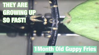 GUPPY FRY CARE (pt.1)