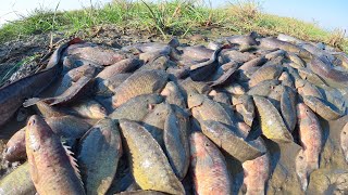 Wow top fisherman Catch a lot of fish at field near village