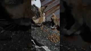 Mother cat and the kittens living on the roof top