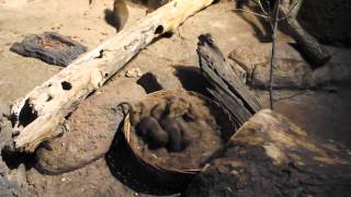 Young Dwarf Mongoose playing at Zoo