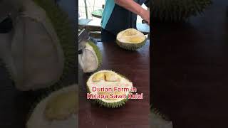 Durian Farm in Kelapa Sawit Kulai #asmrvirtualtour #johor #kulai #durian #yrgojalan