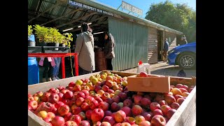 Fuji Apple Picking Blue Mountains NSW