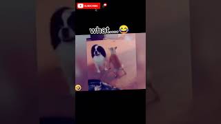 Best New Funny Video 2022 Compilation 🤣 Try Not To Laught 🤩 #funny #amazing #foryou #haha #shorts