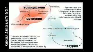 ГОМОЦИСТЕИН НОРМА и РЕФЕРЕНСЫ. МЕТИЛИРОВАНИЕ. НЕЙРОНЫ ПОГИБАЮТ. АТЕРОСКЛЕРОЗ СОСУДОВ.