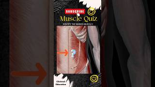 99% People can't answer this question|| anatomy quiz ||anatomy quiz muscles | #musclesquiz #3dshorts