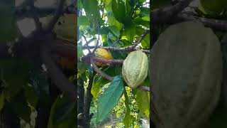 Coffee tree fruiting