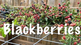 Backyard FRUIT TREES - Blackberries@Myhomegarden-unlimited rden