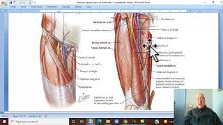 Musculo-skeletal Module , Anatomy of Lower Limb in Arabic 39 ( Femoral sheath and triangle)  Wahdan