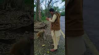 funny monkey 🙊#shorts video calip #youtubeshorts #jab monkey ko Chali na meli to monkey ko gosa aa