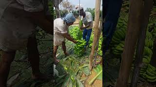 Barabanki 🤩 Kela Loading🍌🍌 #harvest #banana #uttarpradesh