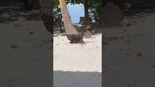 best view from maldives beach villa | maldives honeymoon | #shorts #shortvideo