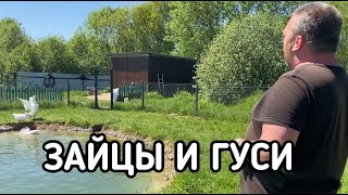 ОБЗОР ФЕРМЫ: ЗАЙЦЫ И ГУСИ