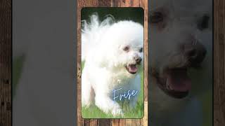 Bichon Frise, Breed Spotlight Shorts #doglover #canineenrichment #dog #caninebehavior #pets