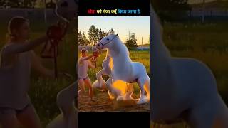 Why is a horse bald ? || #sandeepIT #shorts #facts #horse #youtubeshorts #shortvideo