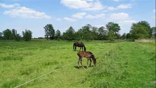 Lettelberter Petten