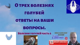 О трех болезнях голубей ответы на ваши вопросы. Болезни голубей часть 2