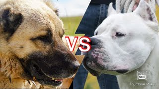 KANGAL VS DOGO ARGENTINO/WHO IS THE KING OF DOGS