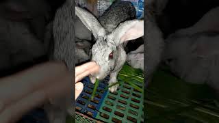 All About Rabbits || Day 26 Rabbit kits upsate