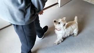 playing with pet | Playing with dogs | dog | pet