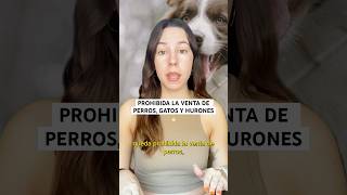 Gracias a la nueva ley de bienestar animal, la venta de perros, gatos y hurones estará prohibida.