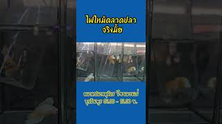 ไฟไหม้ตลาดปลา จริงมั้ยไปดู ! #ตลาดปลาจตุจักร #ตลาดปลาสวยงาม #ตลาดปลาลานเร่