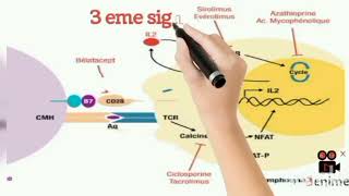 site d'action des immunosuppresseurs- Dr Bouhentalla