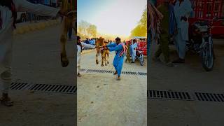 #eid #cowrunaway #viral #viralvideo bakra eid 2024 bakra mandi