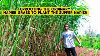 LAND PREPARATION BEFORE PLANTING SUPPER NAPIER