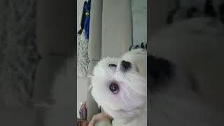 time for morning sing #maltese #maltesedog #doglover #maltanczyk #malteselovers #dog  #malteselife