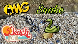 A Zebra Snake in the Beach❗️❗️❗️