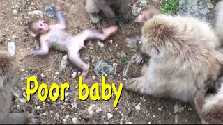 『SNOW MONKEYS JIGOKUDANI 』㊿ mountain (Tokkuri family) Jigokudanionsen jigokudani Monkey park Japan