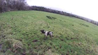 woodcock hunting in Ireland Jan 2012