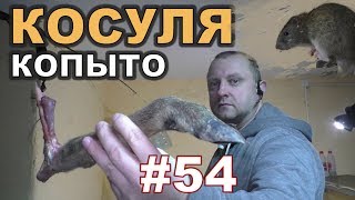 #54. Охота на КРЫС с комплексом “HWRAT-HUNTER“. Косуля копыто