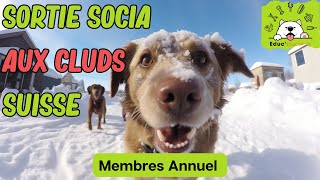 ❄️🐾 Balade Magique dans la Neige en Suisse avec Nos Chiens ! 🐶☃️