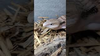 Potato the Blue Tongue Skink