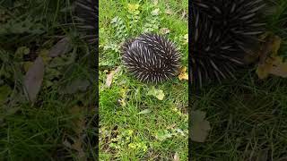 Australian Echidna similar appearances to a Porcupine