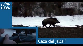 Caza del jabalí a rececho con un rifle de garantías