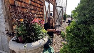 Planting Late Summer Containers + New Ferns to go on My Recent Antique Table Find! 🌼🪴🌿