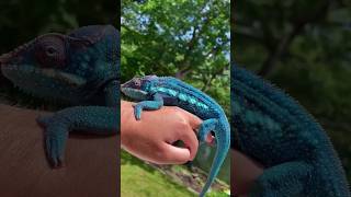 Reptile #girgit #animals #animallover #shorts #wildlife #short short #vlog #viral #viralvideo