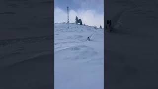 Our amazing border collie puppy The Jona enjoing her first deep powder snow