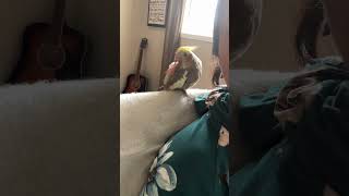 #cockatiel #friendship #playful #birds #birdslover #views