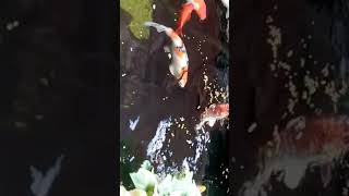 Have you seen the GOLD FISH? Feeding my KOI fish and their little friends