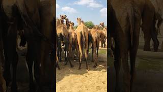 Camels fighting over water #shorts  #shortvideo  #youtubeshorts