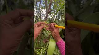 Vanilla farm in Bali 🍨