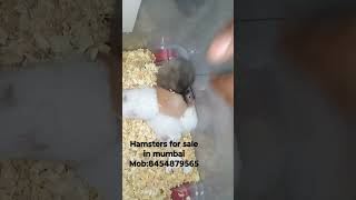 hamsters for sale in mumbai #hamsterbabies #pets #mumbai #forsale #hamsterbreeding