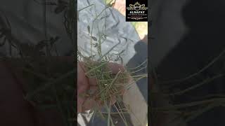 Alfalfa hay for Goats // Alfalfa Hay  Available  in Islamabad // Rawalpindi// Alfalfa Hay Sale Point