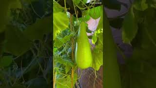 Nepali Family UK | Gardening Vlog | Nepali Cucumbers | Lauka | Bottle Gourd | Dalle Khursani #shorts