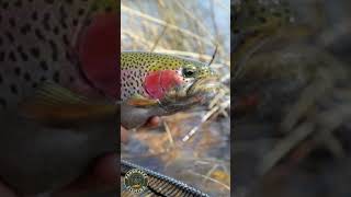 Rainbow Trout cycle  #fishing #flyfishing #trout #salmon