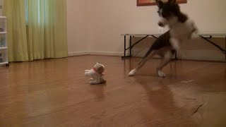 MiPha and Robo Dog, 5  Months Old Australian Shepherd