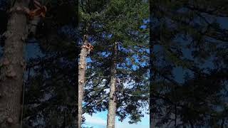 #treeremoval #pnw #stihl200t #shortvideo #shorts #djimini2 #dronevideo